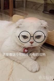 刘二豆与娱乐吃瓜君